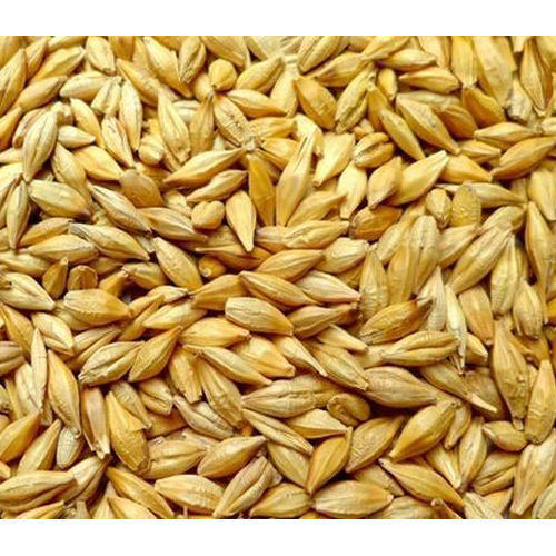 Sun Organic Farm Organic Barley, Whole Kernel, with Husk