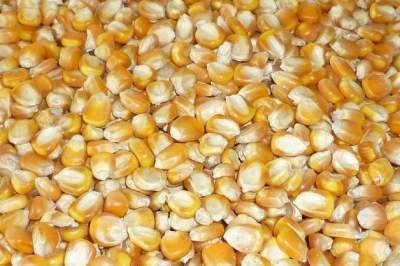 Sun Organic Farm Organic Corn, Whole Kernel, Yellow