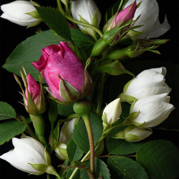 Bramble Berry Rosehip Jasmine Fragrance Oil