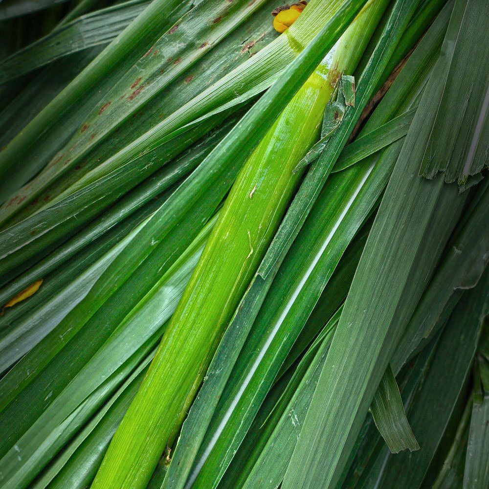 Bramble Berry Vetyver Type Fragrance Oil