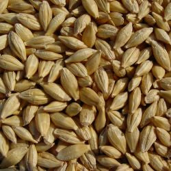 Sun Organic Farm Organic Barley, Hulless - Cook or Sprout