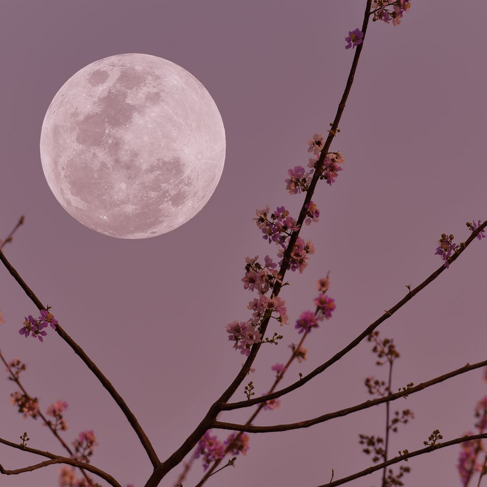 Bramble Berry Violet Moondance Fragrance Oil