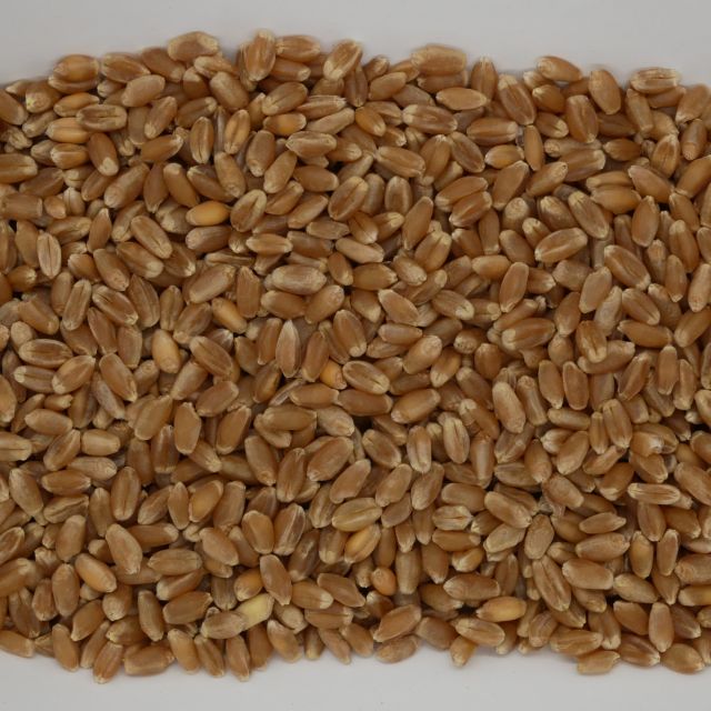 Sun Organic Farm Organic Wheat Berries, Hard Red Winter