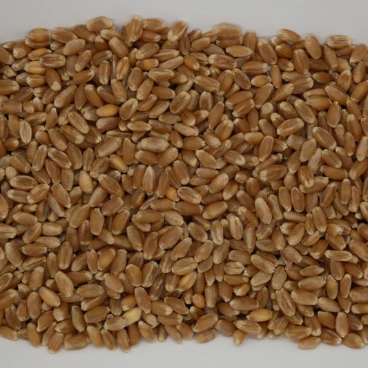 Sun Organic Farm Organic Wheat Berries, Hard Red Winter