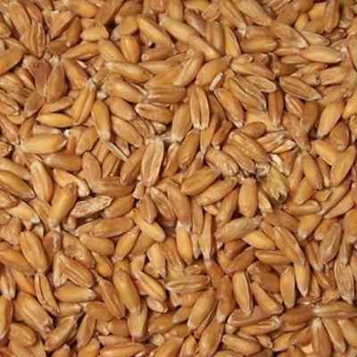 Sun Organic Farm Organic Spelt, Whole Grain