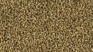 Sun Organic Farm Organic Wheat Berries, Hard Red Spring